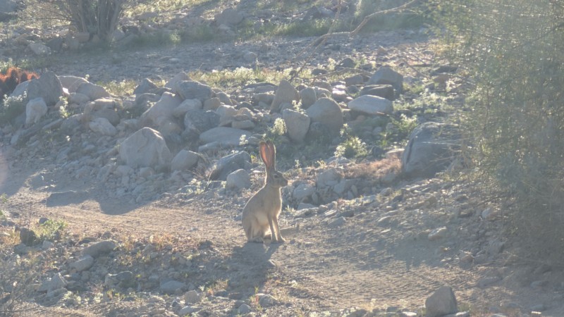Meccaopia Jeep Trail Trail Review Photo