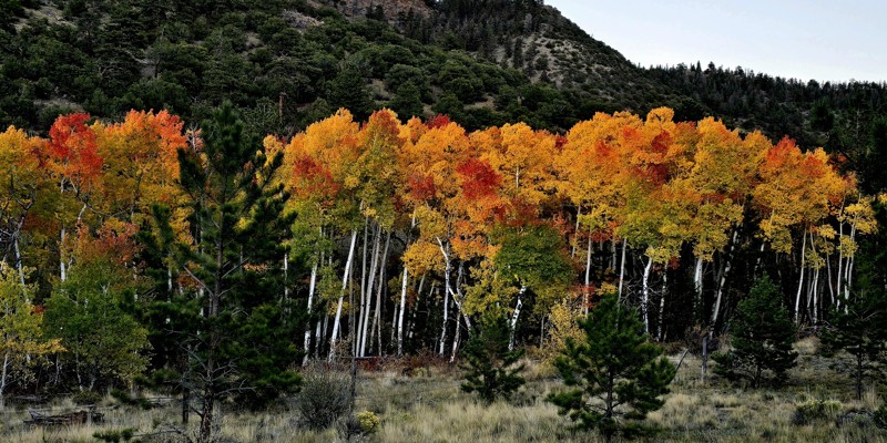 Bald Mountain Gulch Trail Review Photo