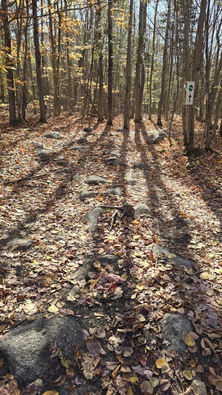 Jericho Mountain Green Trail - East Trail Review Photo
