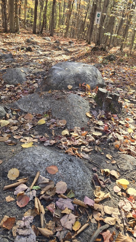 Jericho Mountain Green Trail - East Trail Review Photo