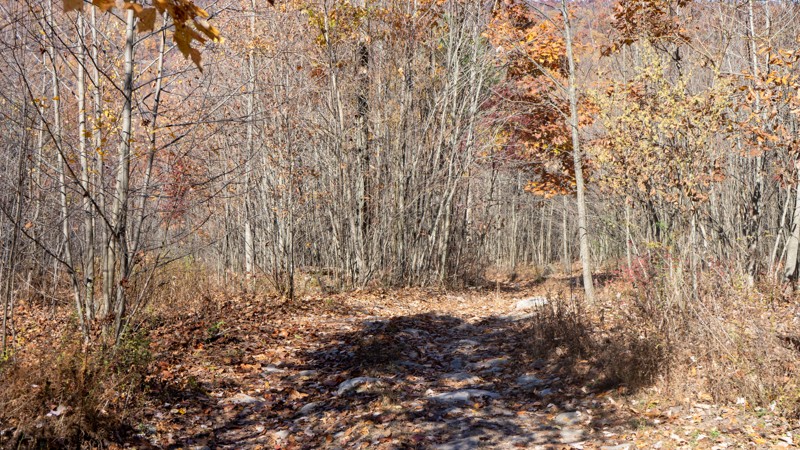 Rausch Creek Off Road Park: 11 - Waypoint 4: 10B Trailhead - Continue Straight