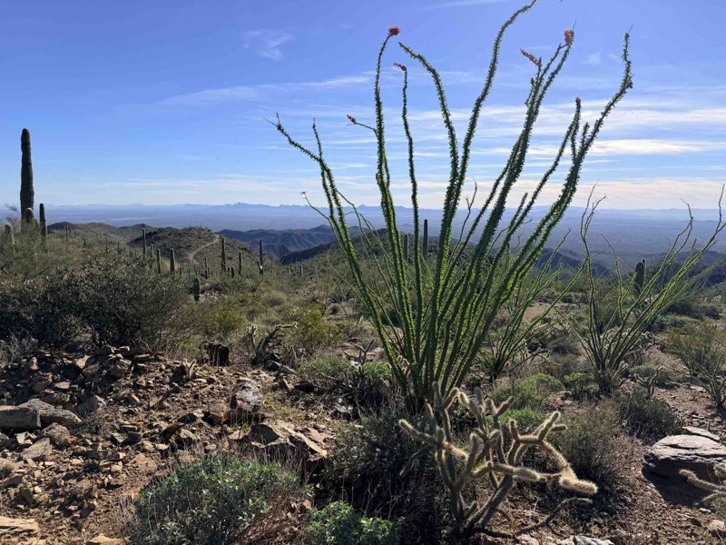 Harquahala Mountain Summit Road Trail Review Photo