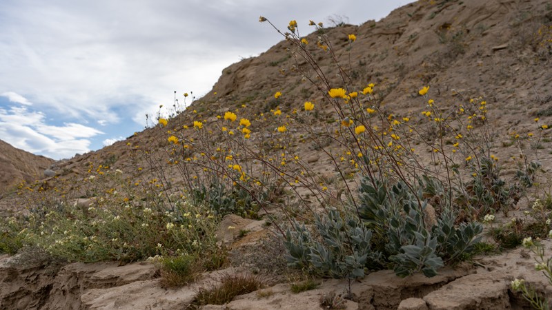 Fish Creek Trail - Anza Borrego - Waypoint 12: Large Campsite