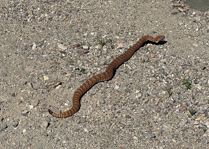 Goler Wash / Canyon Trail Review Photo