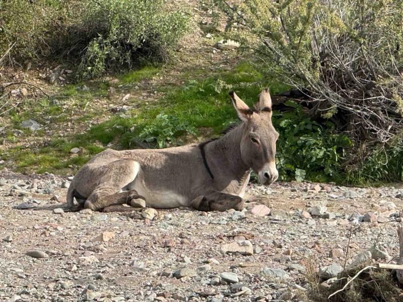 Hieroglyphic Mountain Loop Trail Review Photo