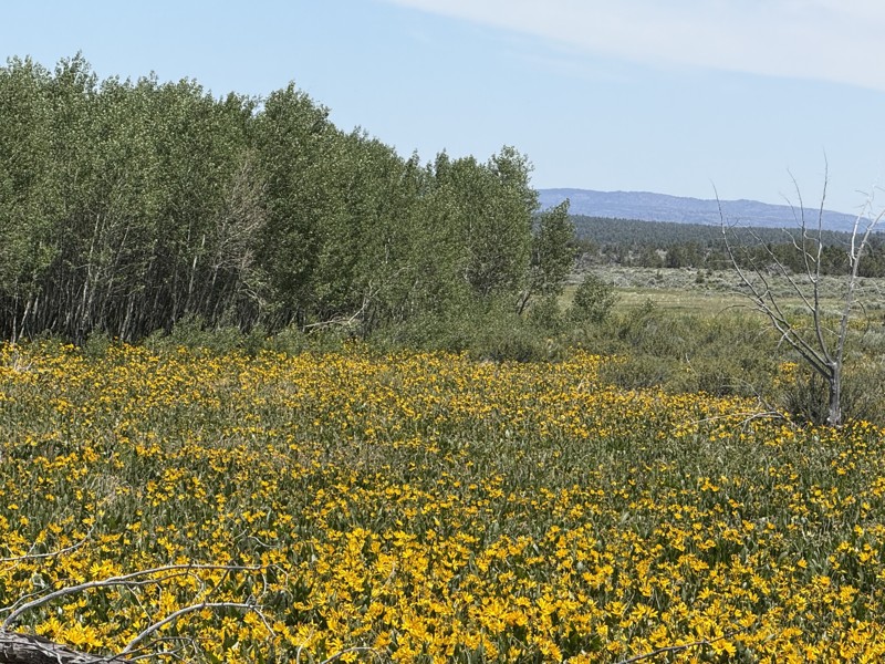 Owyhee Uplands Backcountry Byway Trail Review Photo