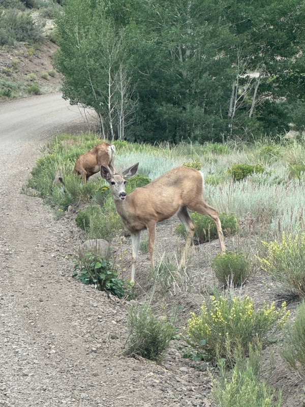 Bachelor Road Trail Review Photo