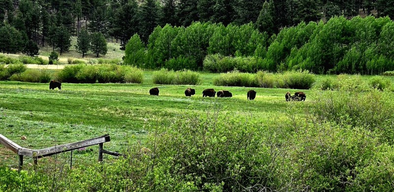 Stoney Pass Road Trail Review Photo
