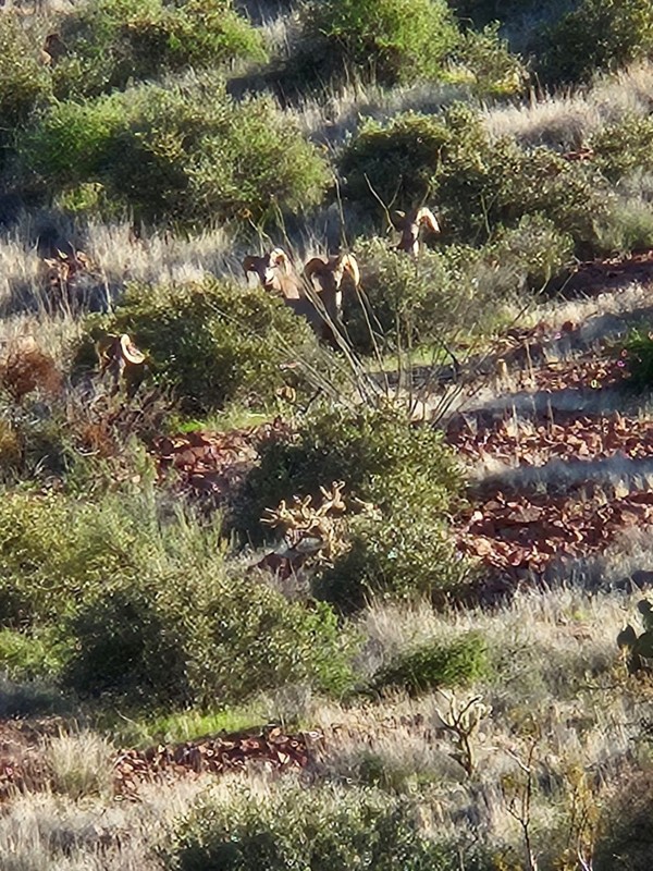 Kofa Queen Canyon Trail Review Photo