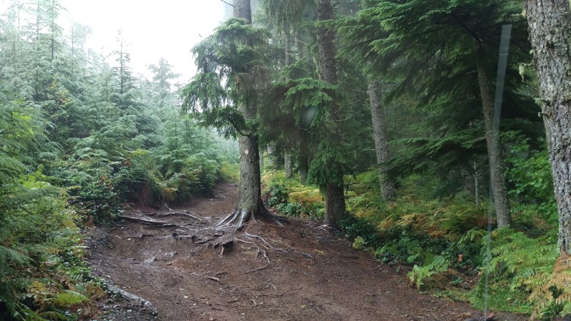 Washington: Elbe Hills OHV - Mainline Extension Trail Hero Photo