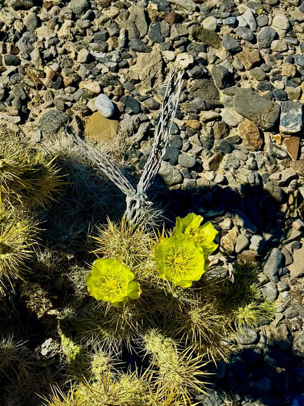 Mormon Well Road Trail Review Photo