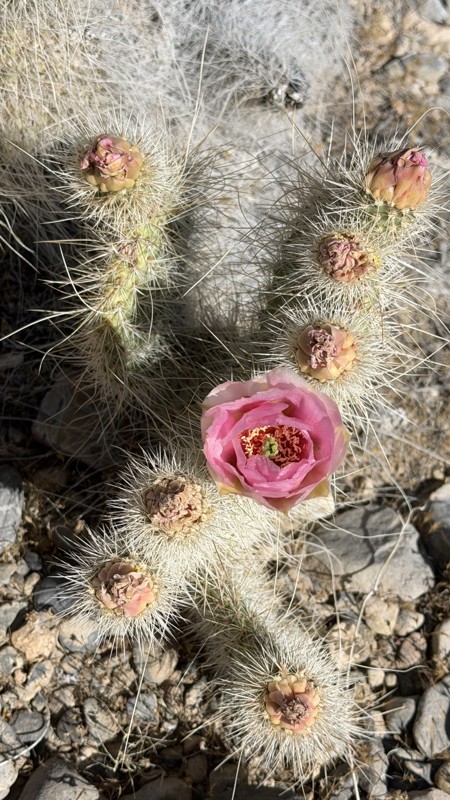 Mormon Well Road Trail Review Photo